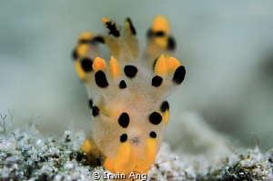 P I K A C H U 
Nudibranch (Thecacera sp.2) 
Lembeh Stra... by Irwin Ang 